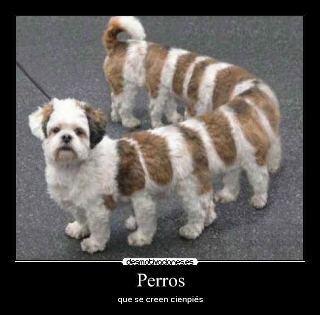 Perros - que se creen cienpiés