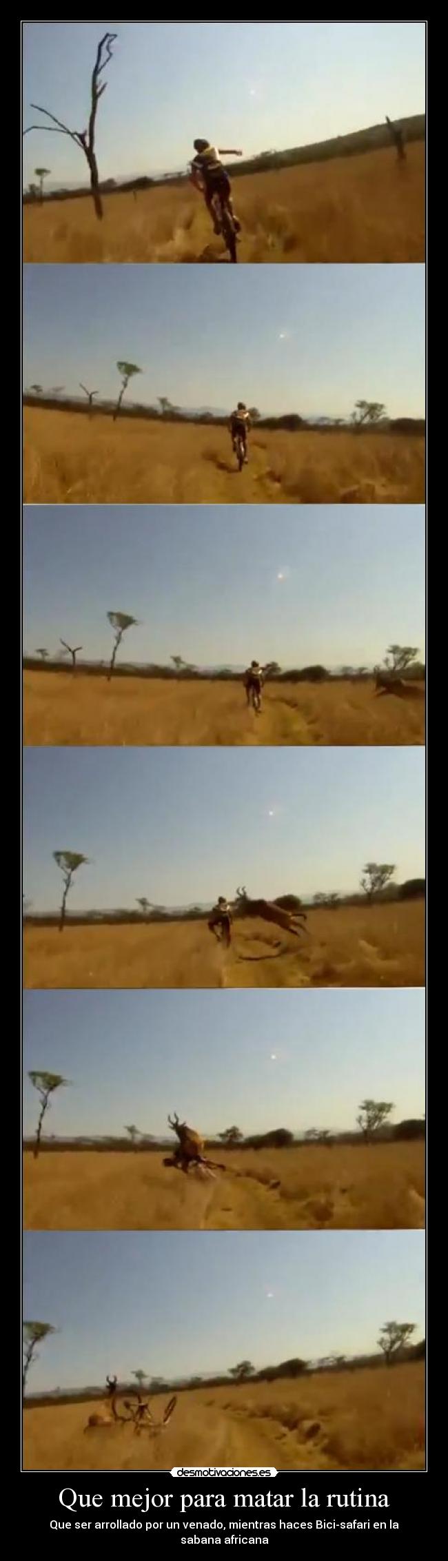 Que mejor para matar la rutina - Que ser arrollado por un venado, mientras haces Bici-safari en la sabana africana