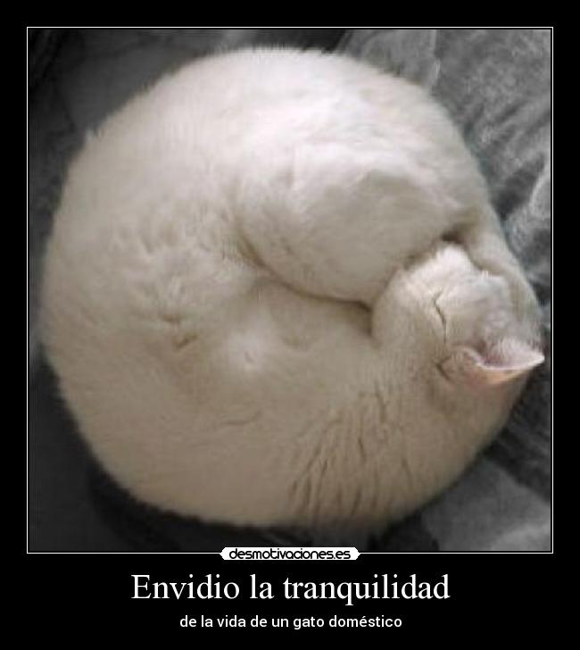 Envidio la tranquilidad - de la vida de un gato doméstico