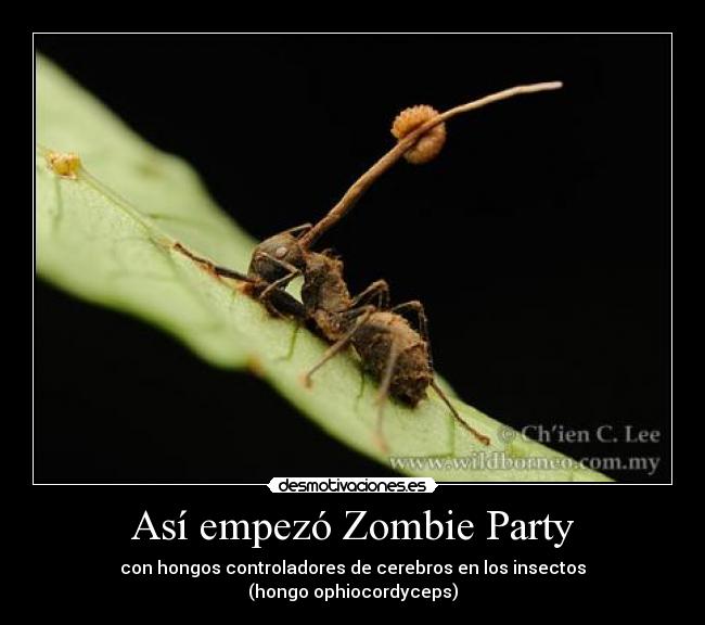 Así empezó Zombie Party - con hongos controladores de cerebros en los insectos
(hongo ophiocordyceps)