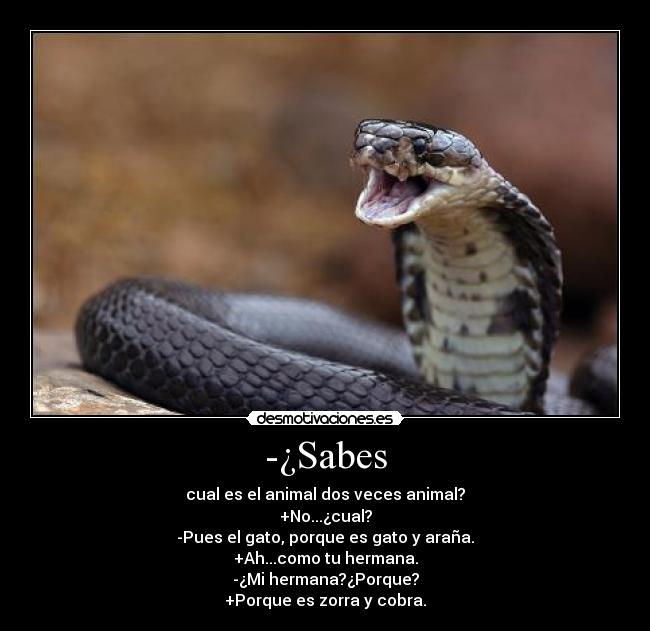 -¿Sabes - cual es el animal dos veces animal?
+No...¿cual?
-Pues el gato, porque es gato y araña.
+Ah...como tu hermana.
-¿Mi hermana?¿Porque?
+Porque es zorra y cobra.