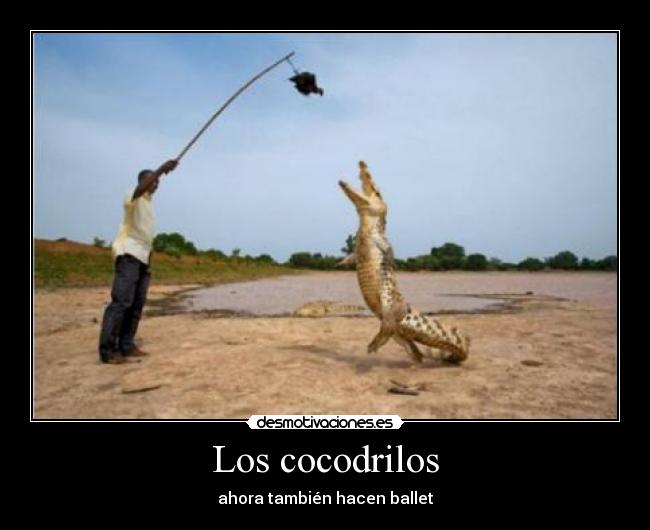 Los cocodrilos - ahora también hacen ballet