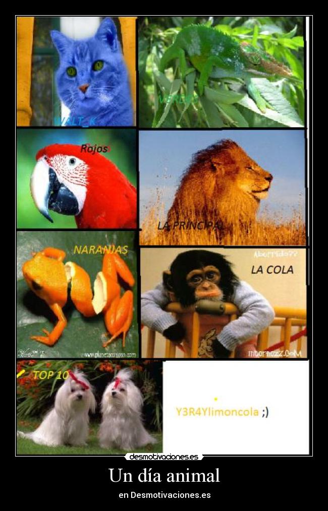 Un día animal - en Desmotivaciones.es