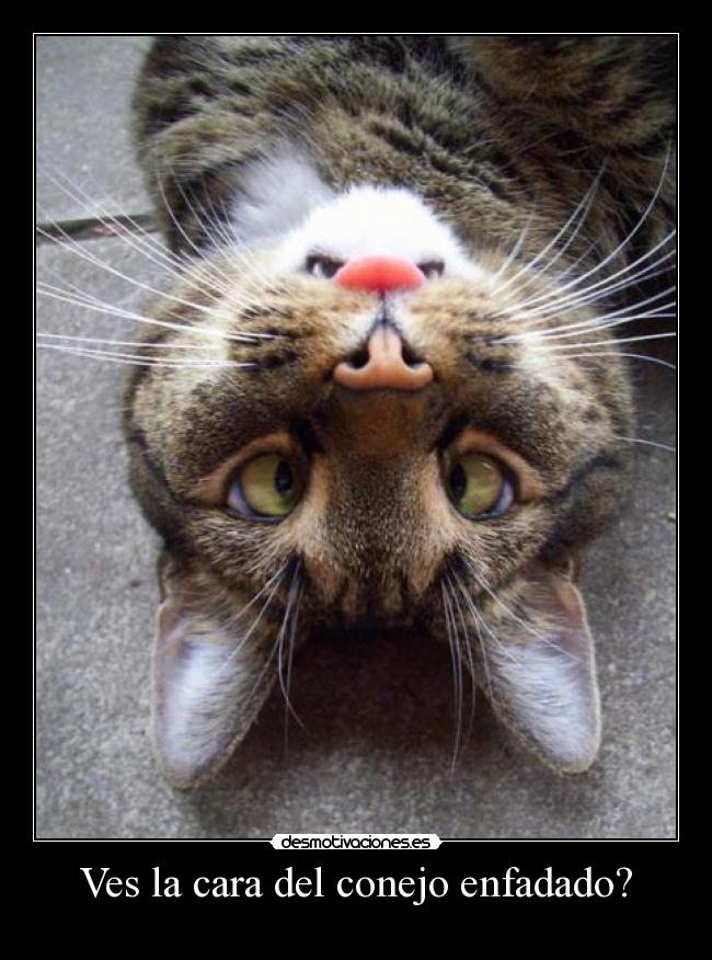 Ves la cara del conejo enfadado? -