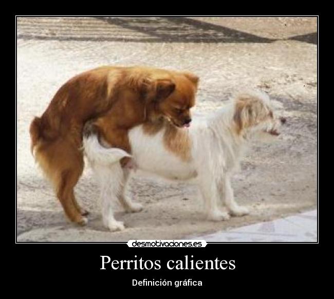 Perritos calientes - Definición gráfica