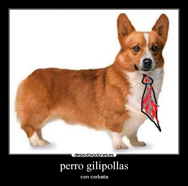 perro gilipollas - 