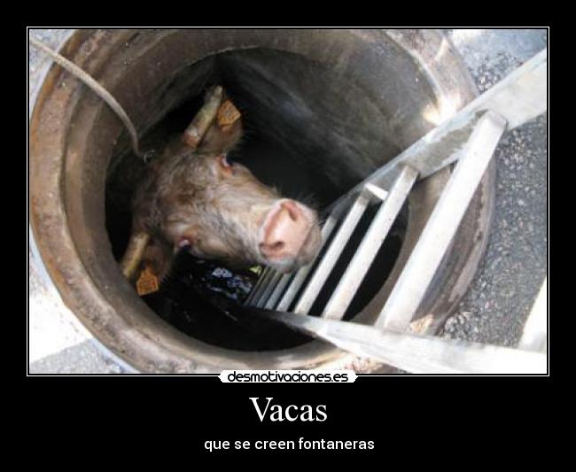 Vacas - que se creen fontaneras