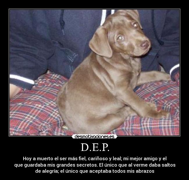 D.E.P. - Hoy a muerto el ser más fiel, cariñoso y leal; mi mejor amigo y el
que guardaba mis grandes secretos. El único que al verme daba saltos
de alegría; el único que aceptaba todos mis abrazos