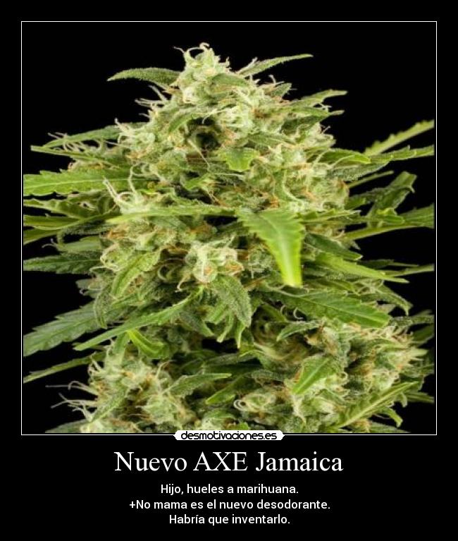 Nuevo AXE Jamaica - Hijo, hueles a marihuana.
+No mama es el nuevo desodorante.
Habría que inventarlo.