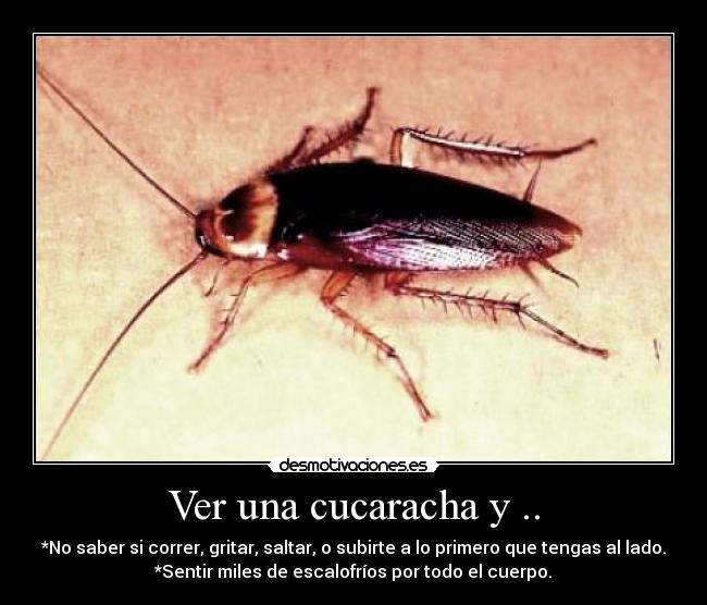 carteles cucaracha desmotivaciones