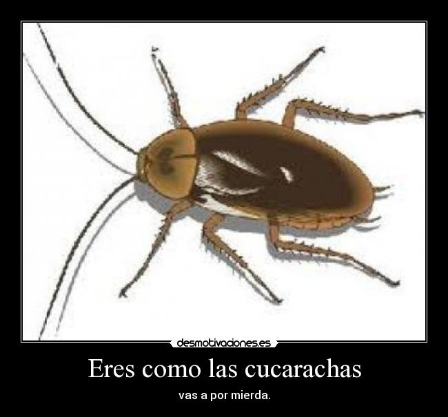 Eres como las cucarachas - vas a por mierda.