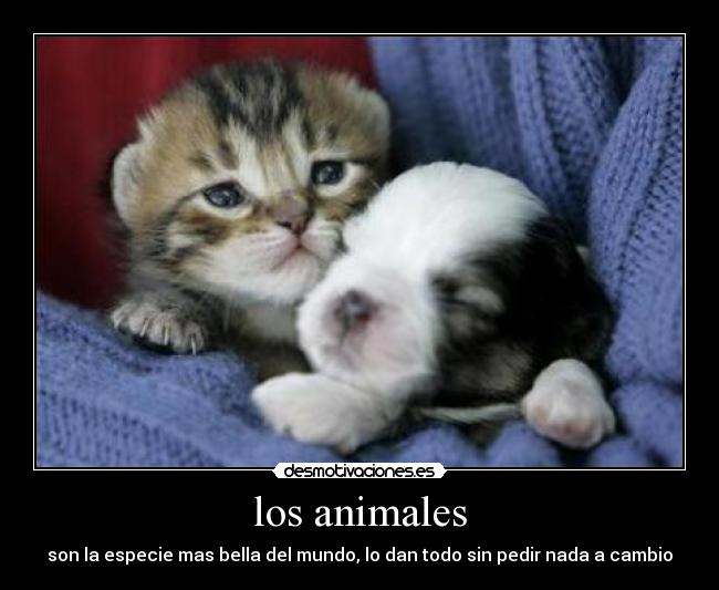 los animales - son la especie mas bella del mundo, lo dan todo sin pedir nada a cambio