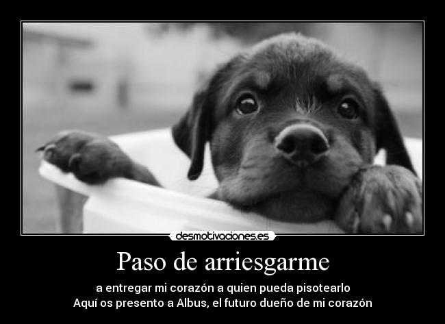 Paso de arriesgarme - a entregar mi corazón a quien pueda pisotearlo
Aquí os presento a Albus, el futuro dueño de mi corazón