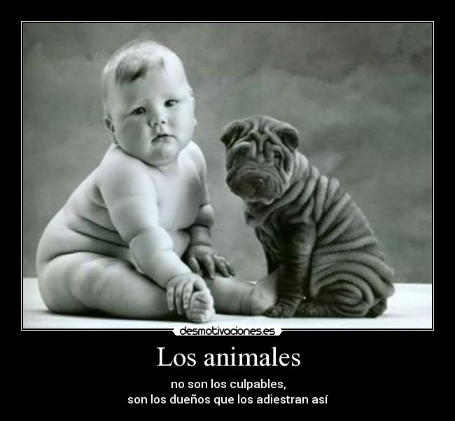 Los animales - no son los culpables,
son los dueños que los adiestran así