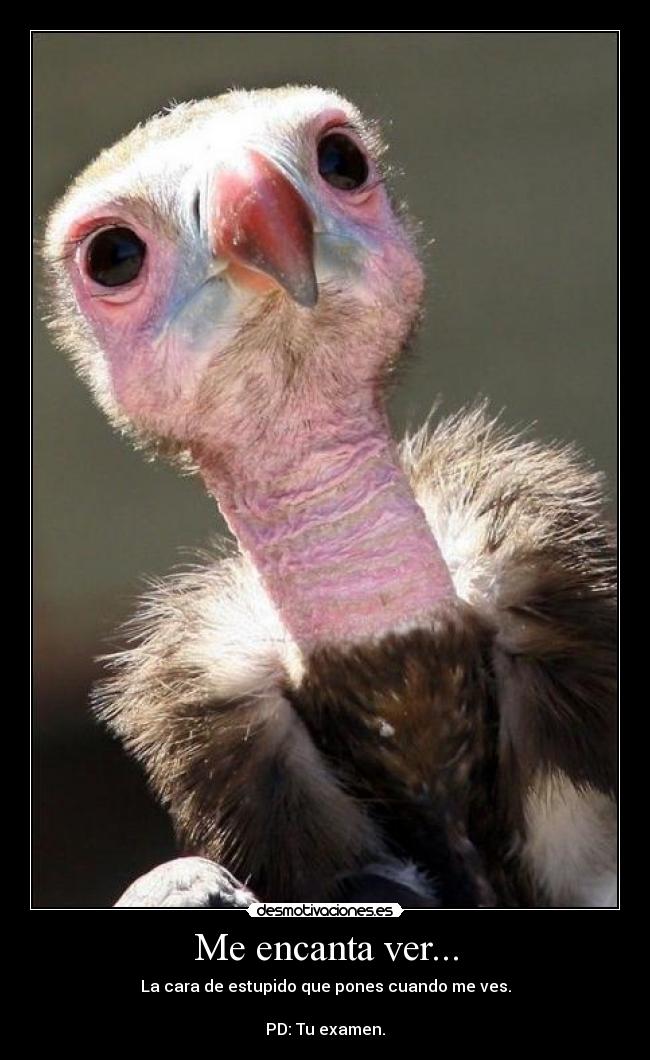 Me encanta ver... - La cara de estupido que pones cuando me ves.
PD: Tu examen.