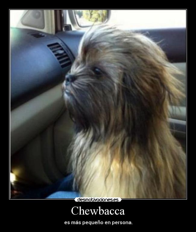Chewbacca - es más pequeño en persona.