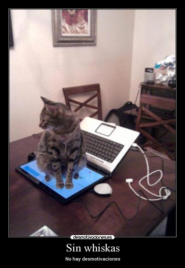 Sin whiskas -