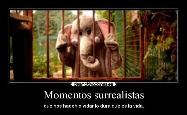 Momentos surrealistas - que nos hacen olvidar lo dura que es la vida.