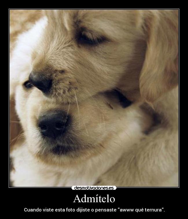 Admítelo - Cuando viste esta foto dijiste o pensaste awww qué ternura.