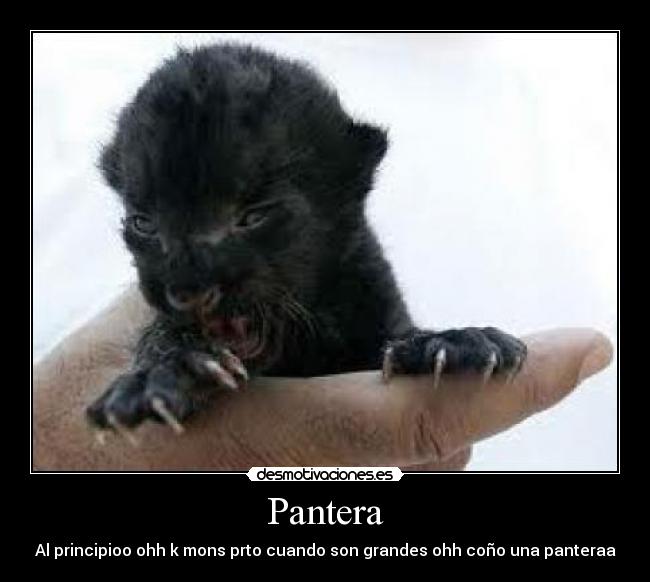 Pantera - Al principioo ohh k mons prto cuando son grandes ohh coño una panteraa