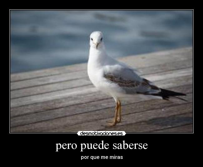 pero puede saberse - por que me miras