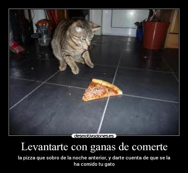 Levantarte con ganas de comerte - la pizza que sobro de la noche anterior, y darte cuenta de que se la ha comido tu gato