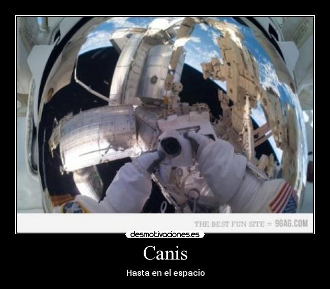 Canis - Hasta en el espacio