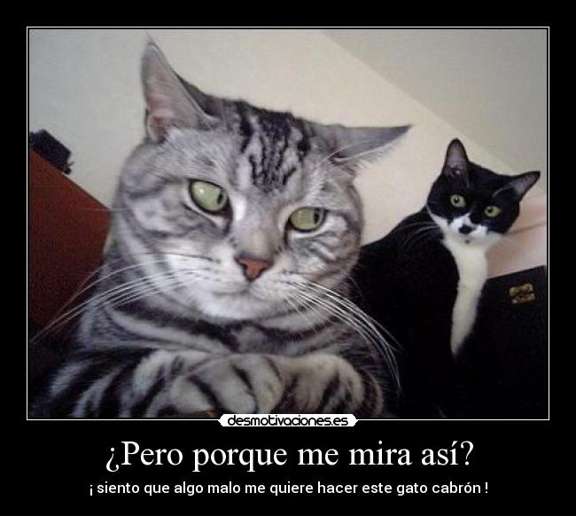 carteles quiere follar gatita jajajjjajaa desmotivaciones