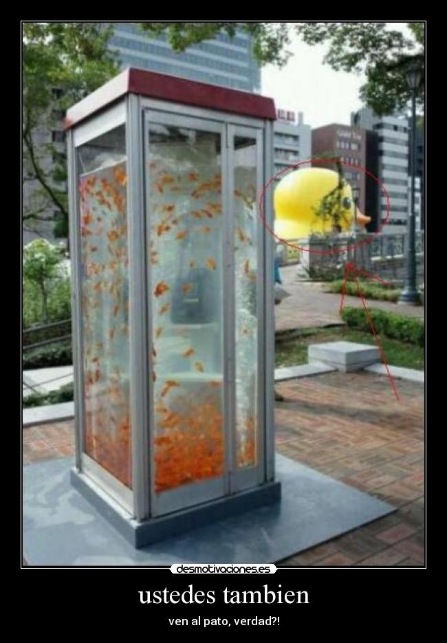 ustedes tambien - ven al pato, verdad?!