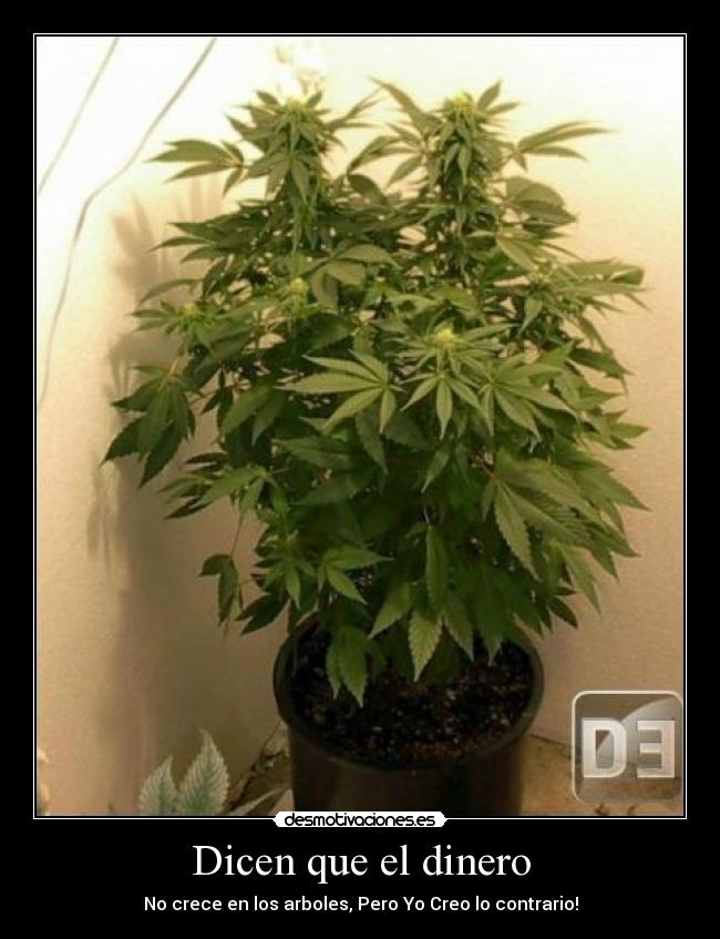 Dicen que el dinero - No crece en los arboles, Pero Yo Creo lo contrario!