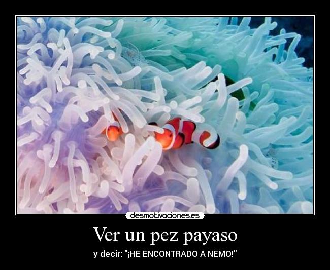 Ver un pez payaso - y decir: ¡HE ENCONTRADO A NEMO!