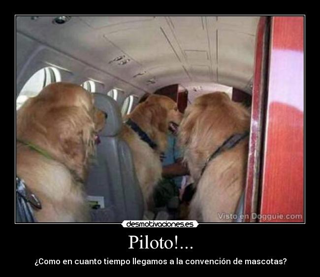 Piloto!... - 