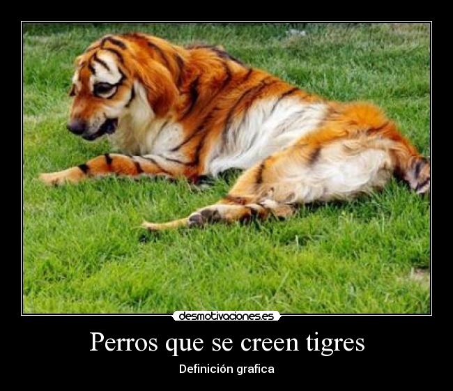 Perros que se creen tigres - Definición grafica