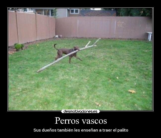 Perros vascos - Sus dueños también les enseñan a traer el palito