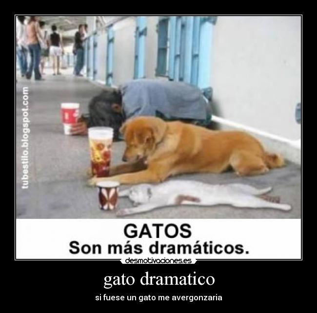gato dramatico - 