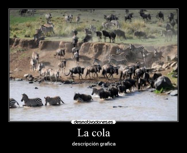 La cola - descripción grafica