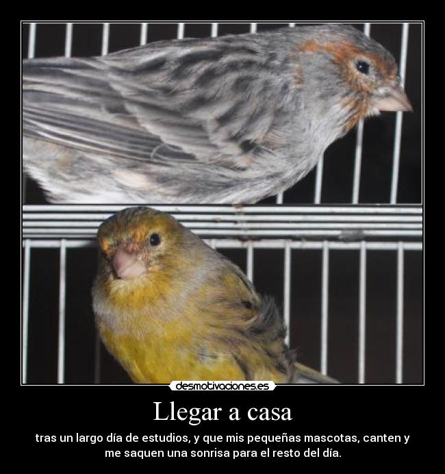 carteles casa canarios twiti aletin sonrisa despues largo dia desmotivaciones