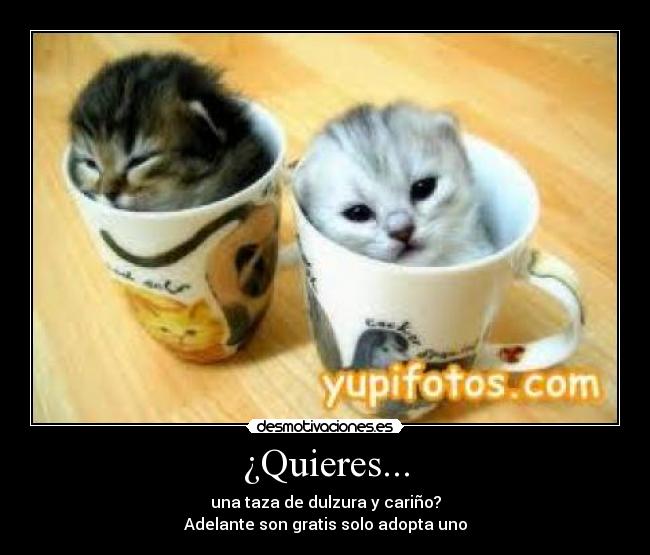 ¿Quieres... - una taza de dulzura y cariño?
Adelante son gratis solo adopta uno