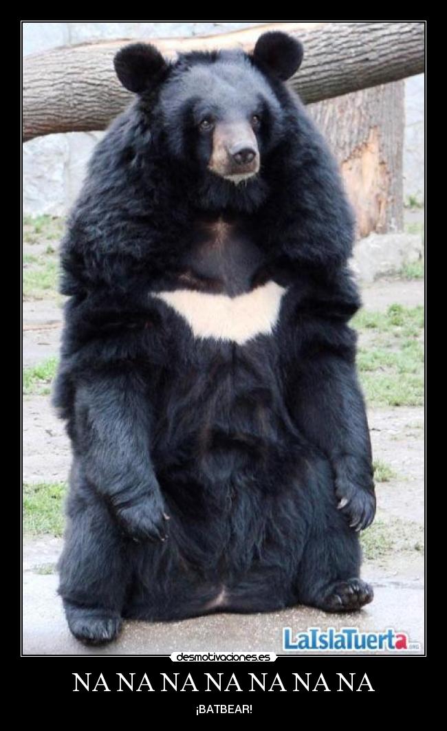 NA NA NA NA NA NA NA - ¡BATBEAR!