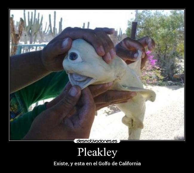 Pleakley - Existe, y esta en el Golfo de California