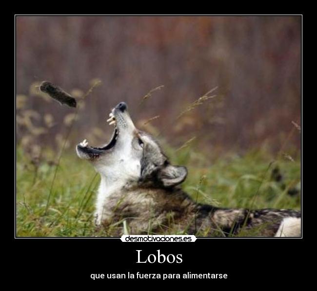 Lobos - que usan la fuerza para alimentarse