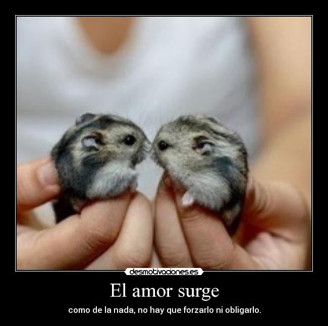 El amor surge - como de la nada, no hay que forzarlo ni obligarlo.