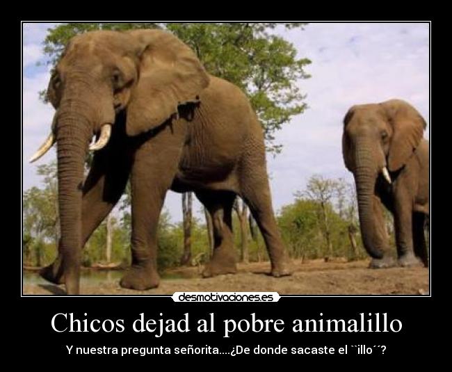 Chicos dejad al pobre animalillo - 