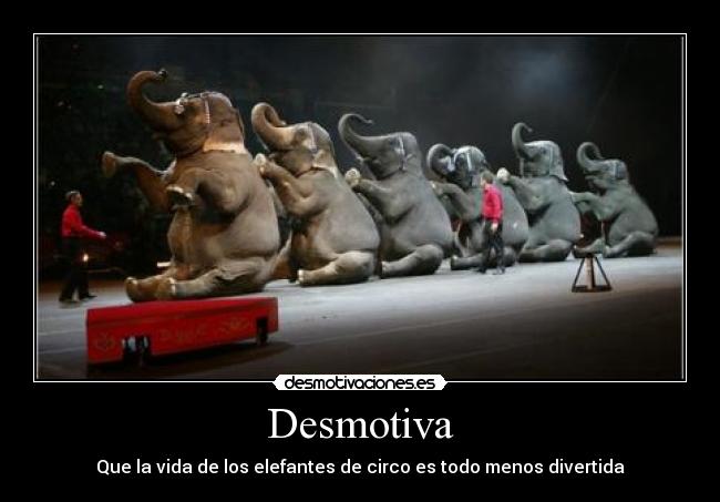 Desmotiva - Que la vida de los elefantes de circo es todo menos divertida