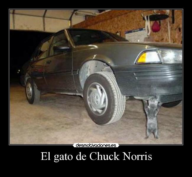 El gato de Chuck Norris -