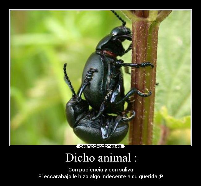Dicho animal : -