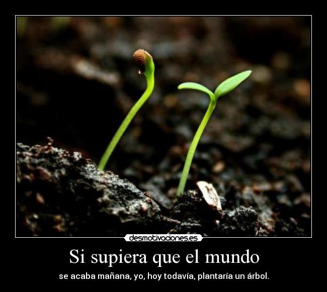Si supiera que el mundo - se acaba mañana, yo, hoy todavía, plantaría un árbol.