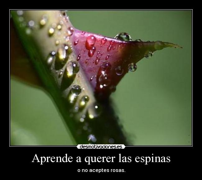 Aprende a querer las espinas - o no aceptes rosas.