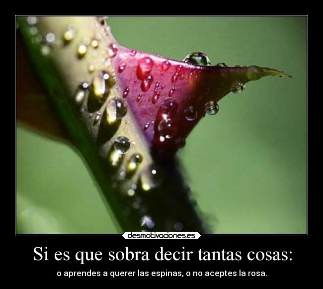 Si es que sobra decir tantas cosas: - o aprendes a querer las espinas, o no aceptes la rosa.