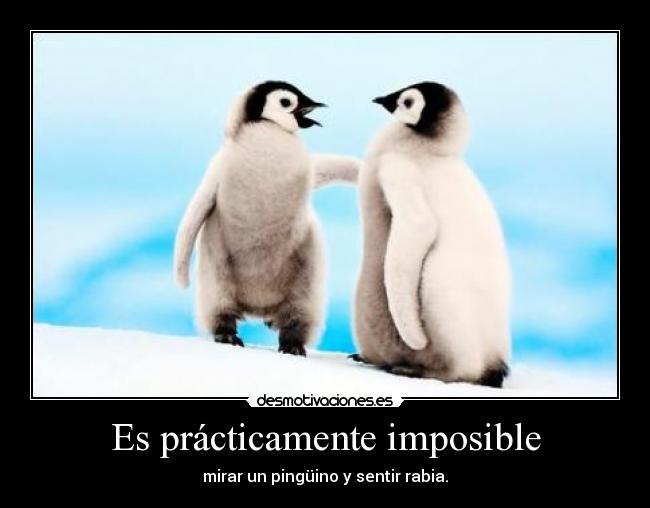 Es prácticamente imposible - mirar un pingüino y sentir rabia.